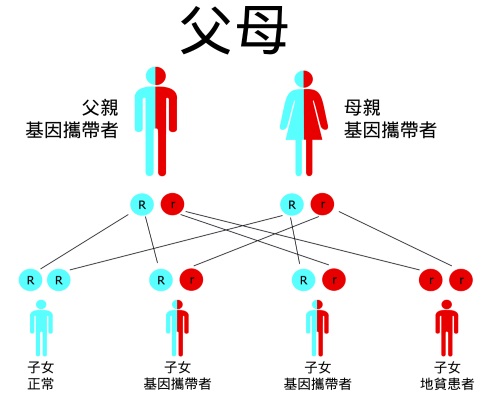 地中海貧血基因關係圖